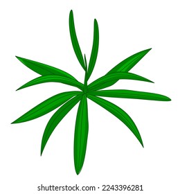 nerium leaf vector icon colour
