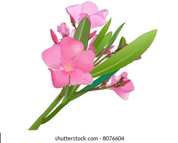 Nerium oleander. Drawing.