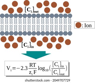 Nernst equation for calculating the equilibrium potential