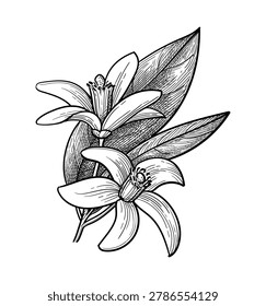 Neroli. Bitter orange branch with flowers and leaves. Isolated ink sketch. Hand drawn vintage engraving illustration.