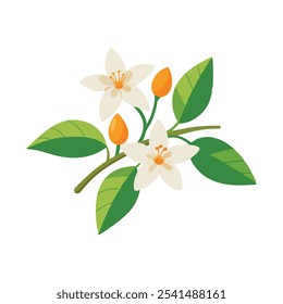 Flor de neroli, flores brancas de laranjeira e botões isolados vetor plano ilustração no fundo branco.