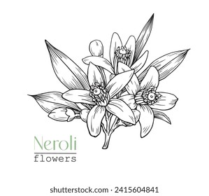 Neroli Citrus flowers. Hand drawn vector botanical illustration for design logo brending. Cosmetic, perfumery and medicinal plant.