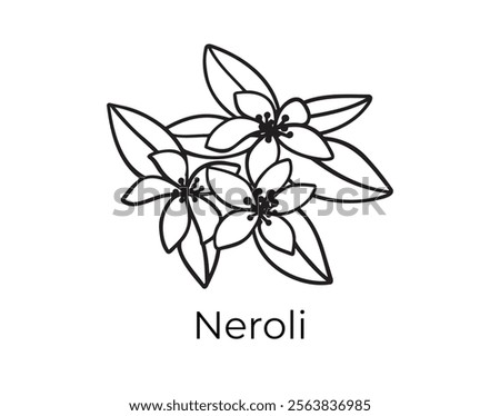 neroli doodle hand drawn icon. Outline drawing plant organic natural cosmetic ingredient line neroli clipart symbol . Vector illustration