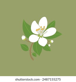 Neroli flower color illustration with pistil and leaves.