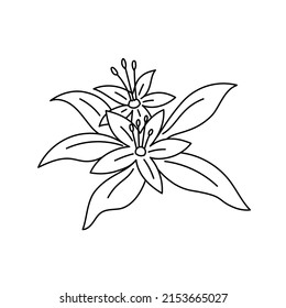 Neroli flower. Essential oil. Used in perfumery. Vector line icon. Editable stroke size.