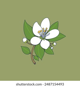 Neroli flower illustration with pistil and leaves.