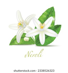 Flor y hoja de Neroli. Elementos Neroli Realistas para Etiquetas de Diseño de Productos de Cuidado de Piel Cosmética. Ilustración aislada de vectores