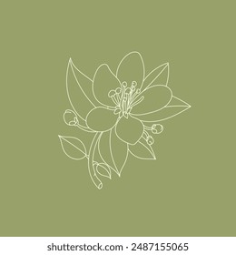 Neroli flower line illustration with pistil and leaves.