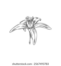 Neroli Flower Sketch Vector Illustration in Black and White. Hand Drawn Botanical Plant on Isolated Background. Ingredient for Cosmetic and Medicinal Product. Flora.