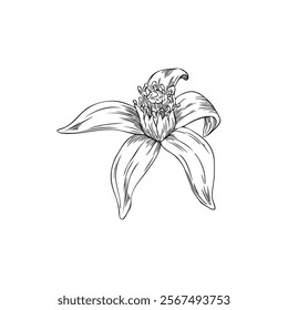 Neroli flower. Vector sketch of a flower head in black and white, hand drawn. Isolated botanical illustration with contour lines. Floral design with vintage, monochrome aesthetics for decoration .