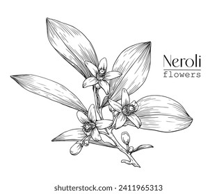 Neroli flowers bouquet. Citrus flowers branch. Hand drawn vector botanical illustration. Cosmetic, perfumery and medical plant.