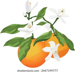 Neroli. Flowers, buds, fruit and leaves of orange blossom isolated.	