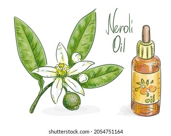 Neroli oil. Bitter orange foliage, blossoms and green fruit. Vector illustration.