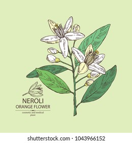 Neroli, Orange Flower: Orange Flowering Branch, Leaves, Neroli Flowers And Bud. Cosmetic, Perfumery And Medical Plant. Vector Hand Drawn Illustration