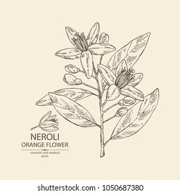 Neroli, Orange Flower: Orange Flowering Branch, Leaves, Neroli Flowers And Bud. Cosmetic, Perfumery And Medical Plant. Vector Hand Drawn Illustration