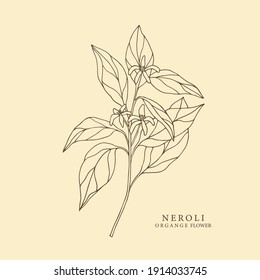 Neroli, orange flower hand drawn illustration