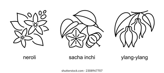 Neroli, Sacha Inchi, Ylang-Ylang - icon set fragrant plants. Flowering tropical flowers bundle. Ingredients of fragrants. Signs for perfumery shop, essential oil, app. Linear style, editable strokes.