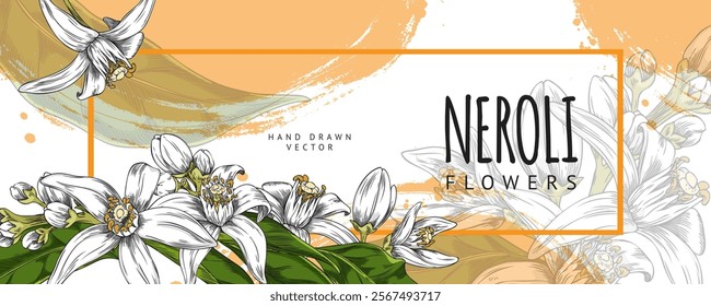 Neroli twig with flowers and leaves vector hand drawn label design. Garden Citrus tree blossom and foliage. Cosmetic, perfumery and medicinal plant nature floral sketch with orange watercolor stains