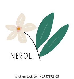 Neroli. Vector illustration on white background.