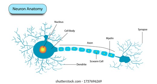 Nerve Anatomy on a white , Vector illustration