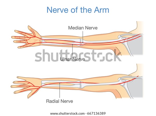 Nerve of the arm in back and front side.\
Illustration about human\
Anatomy.