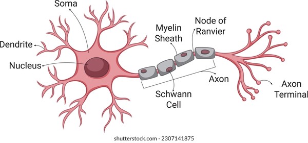 Nerve Cell anatomy infogram, cell diagram with names soma, dendrite, myelin sheath, Schwann Cell, axon, nerve cell scheme for biology students, educational diagram svg