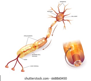 Nerve cell anatomy and Myelin sheath that surrounds the axon close-up detailed anatomy illustration