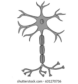Nerve Cell Neuron, neuron, in sketch style in color. isolated on white background. Ink hand drawn illustration. 