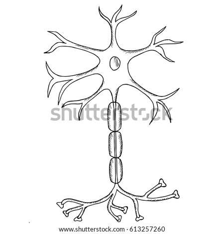 Nerve Cell Neuron Neuron Sketch Style 库存矢量图（免版税） 613257260 - Shutterstock