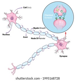 Nerve Cell Signaling, Impulse Transmission Mechanism Illustration.