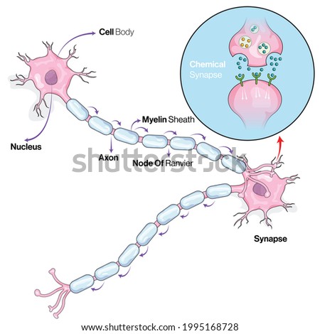 Nerve cell Signalling, Impulse Transmission mechanism illustration.