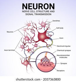 Estructura celular nerviosa, transmisión de neuronas e impulsos, sinapsis, ilustración médica