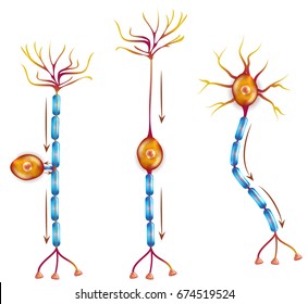 Nerve cell types Close-up detailed anatomy illustration