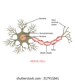 Nerve Cell Vector
