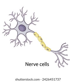 Nerve cells. Diagram of common stem cell types. Science banner isolated on background. Medical microscopic molecular conception. Premium Illustration file svg