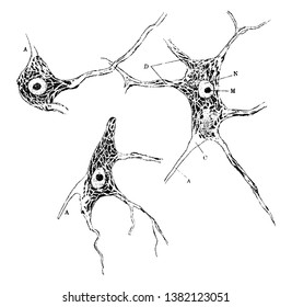 Células nerviosas de la médula espinal humana manchadas para mostrar cuerpos Nissl, dibujo de línea vintage o ilustración de grabado.