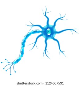 Nerve cells isolated on white photo realistic vector