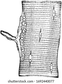 Nerve ending in muscular fiber of a lizard and the end-plate or motorial ending of the axone is seen sideways, vintage line drawing or engraving illustration.