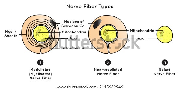 Nerve Fiber Types Infographic Diagram including
medullated or myelinated nonmedullated naked structure part axon
mitochondria schwann cell myelin sheath nervous system biology
science education vector