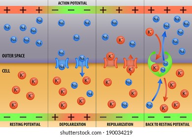 Nerve impulse action potential in neuron scheme vector illustration