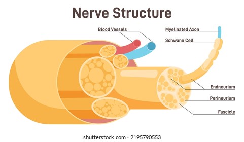 axon fascicle