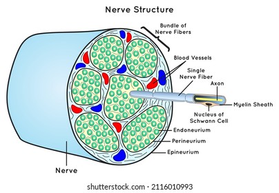 Infografik-Diagramme einschließlich der Bündelung der Neuronaxon-Myelinschachtel für die Anatomie-Wissenschafts-Vektorgrafik