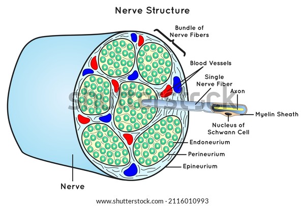 Nerve Structure Scheme Infographic Diagram parts\
including bundle single nerve fiber neuron axon myelin sheath\
schwann cell for neurology biology physiology anatomy science\
education vector chart