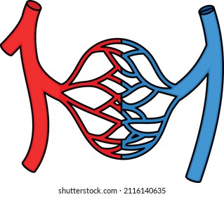 Nerve system veins Concept, axons Vector color Icon Design, Organ System Symbol, Human Anatomy Sign, Human Body Parts Stock illustration