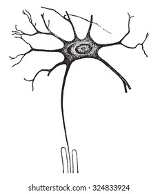 A nerve-cell worker, vintage engraved illustration.
