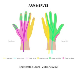 Nerves of the hand and wrist. Ulnar, median and radian nerves scheme. Peripheral nervous system infographic, sensory and motor components medical flat vector illustration for clinic or education.