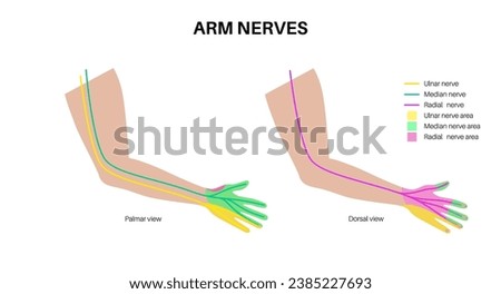 Nerves of the hand and wrist. Ulnar, median and radian nerves scheme. Peripheral nervous system infographic, sensory and motor components medical flat vector illustration for clinic or education.