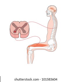Nervous control of movement