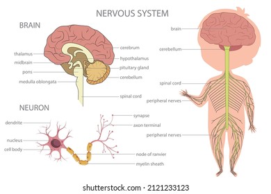 Nervous system. Biology education banner for kids. Cartoon colorful vector illustration.