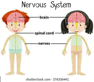 Nervous system of boy and girl illustration